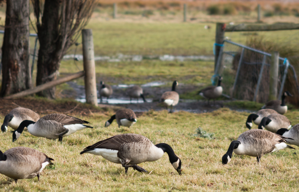 How to Stop Geese from Pooping in Your Yard