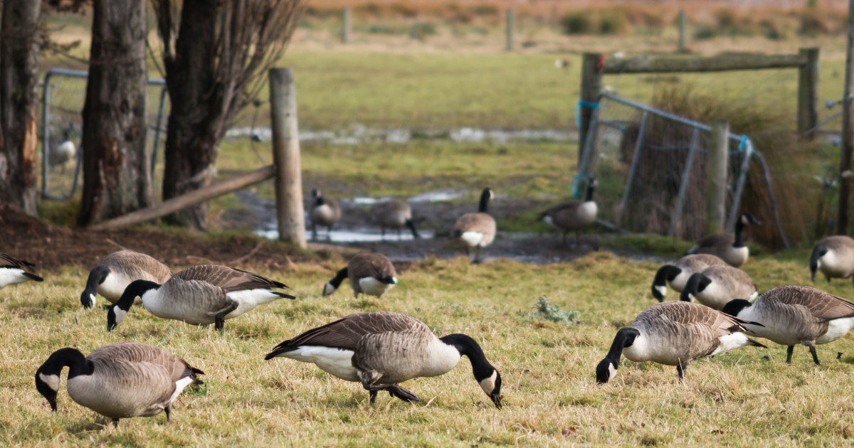 How to Stop Geese from Pooping in Your Yard