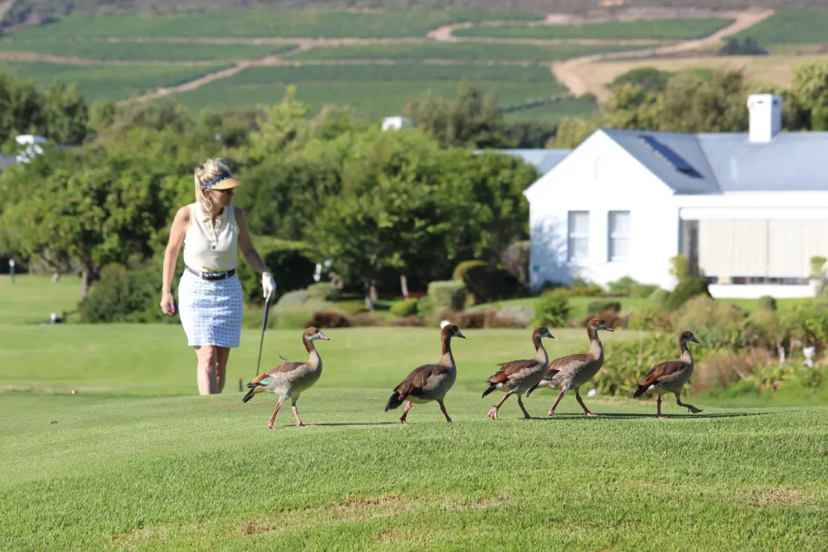 Golf Course Goose Control
