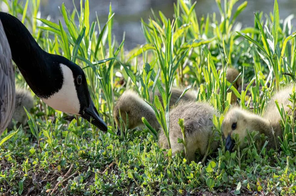 keep geese off your lawn